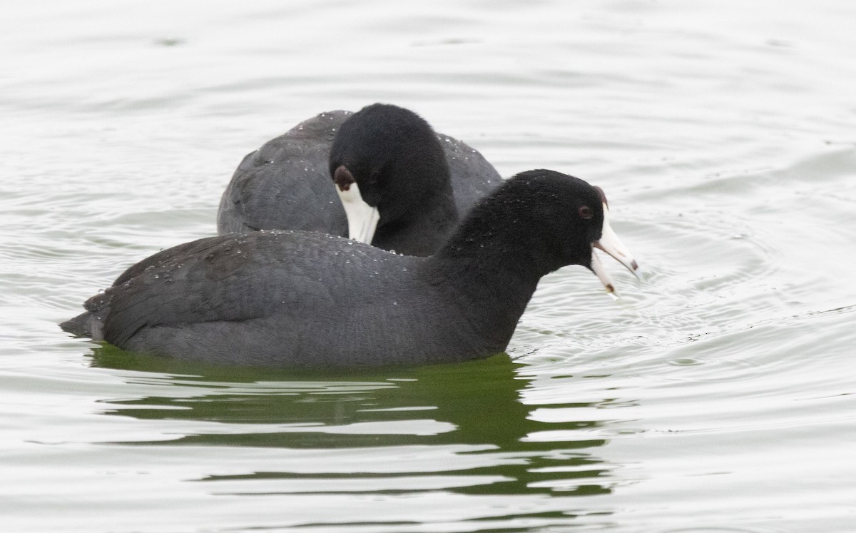 アメリカオオバン - ML645310017