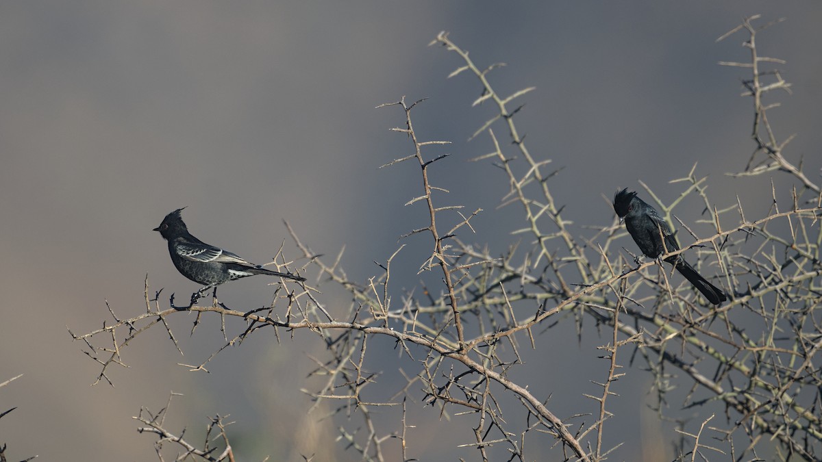 Phainopepla - ML645310028