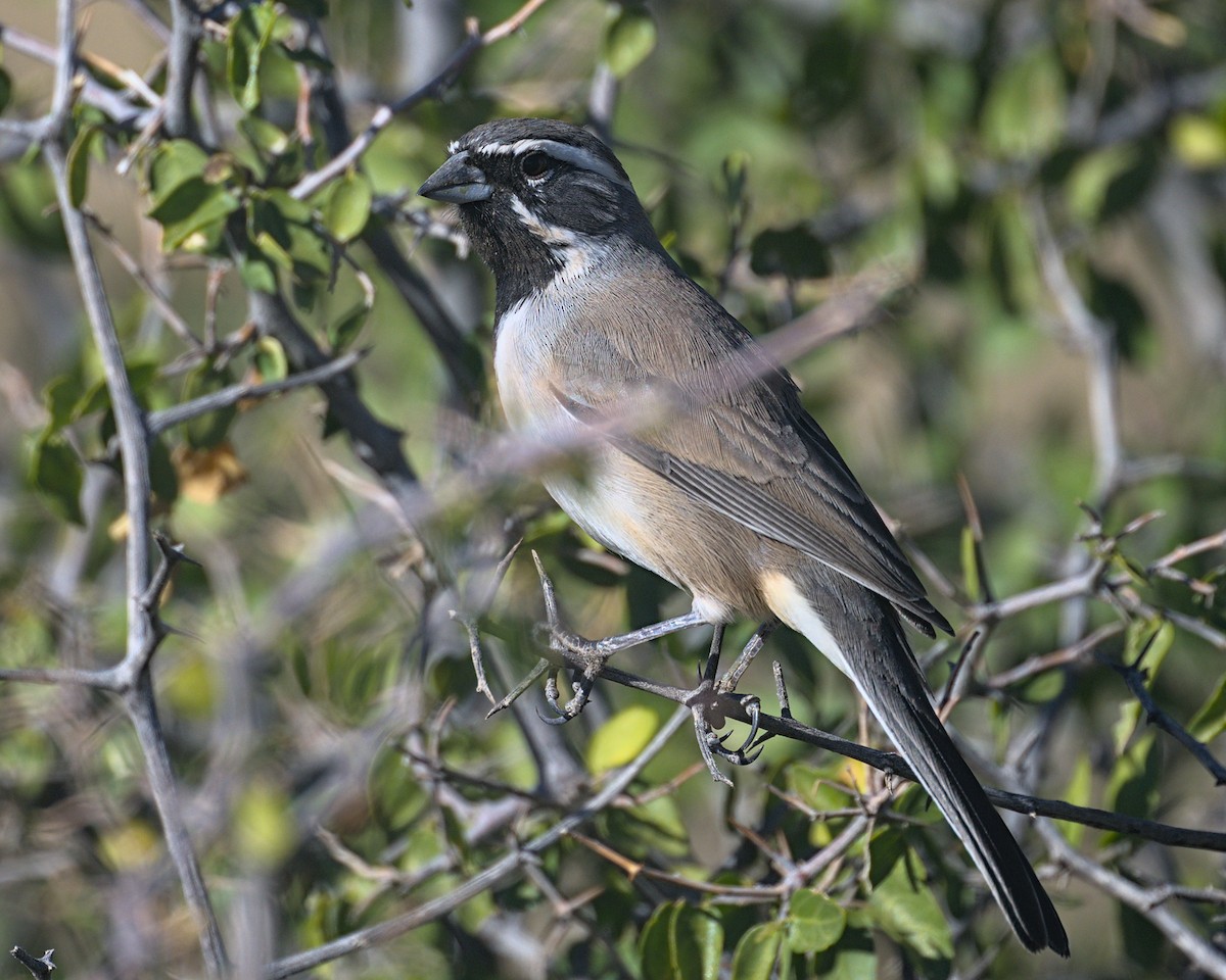 svartstrupespurv - ML645310030