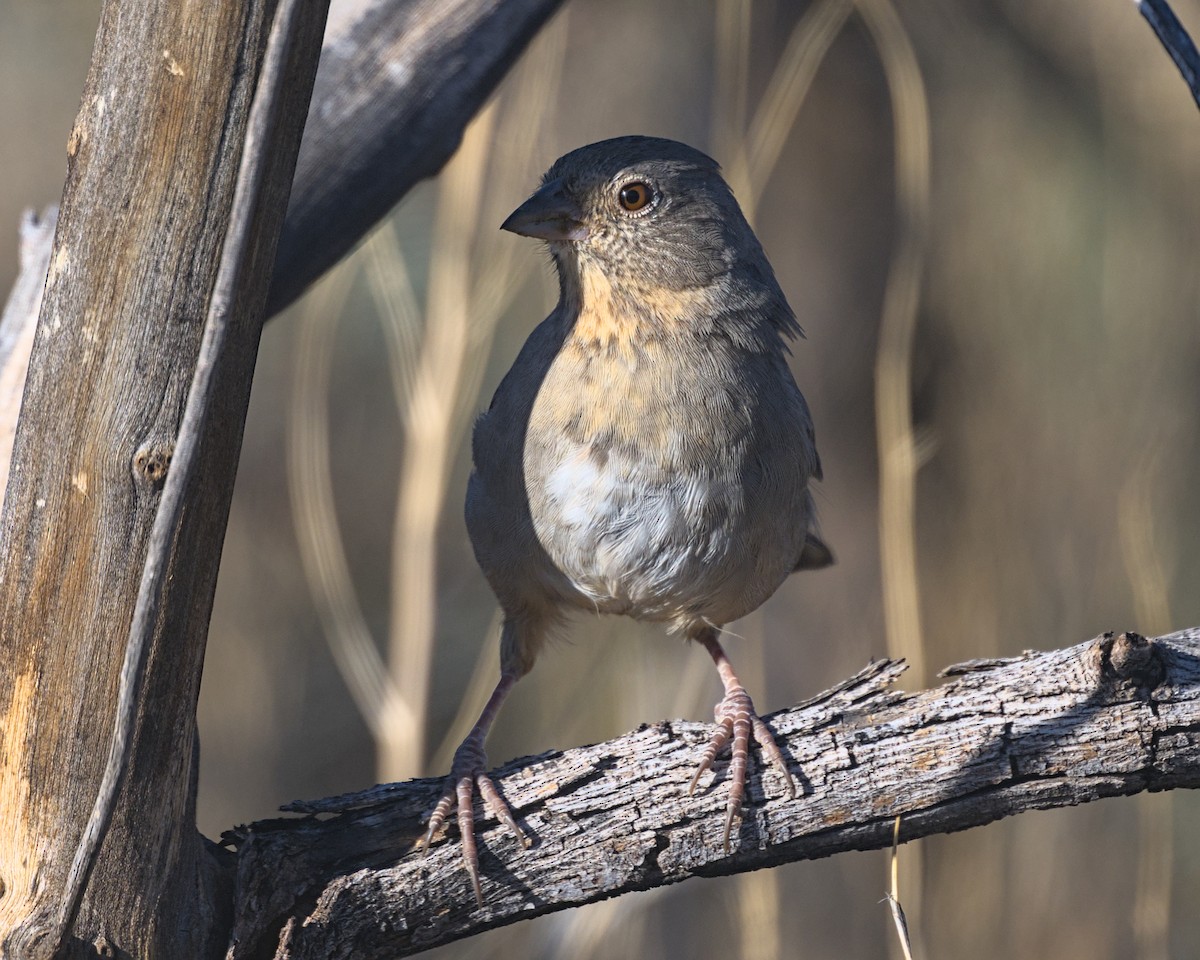 Canyon Towhee - ML645310034