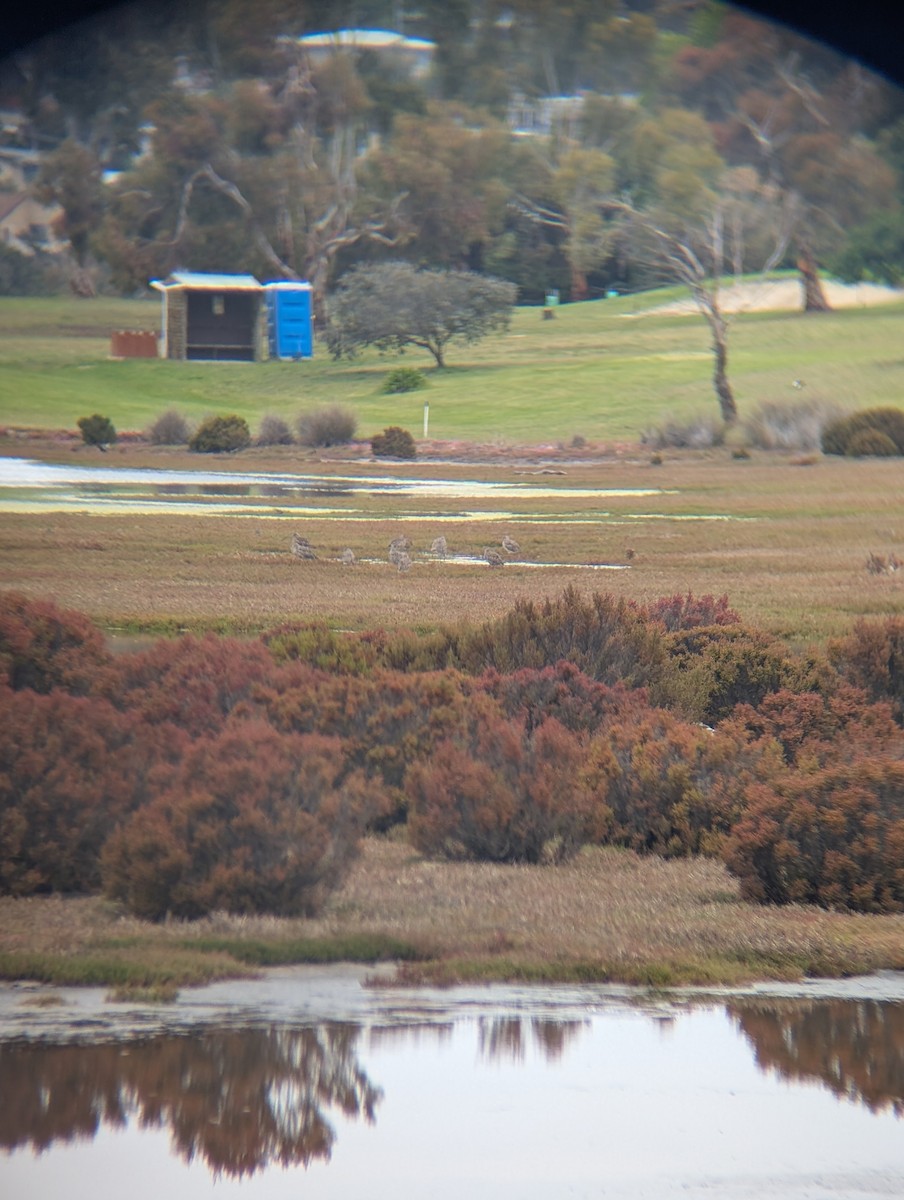 koliha východní - ML645310035