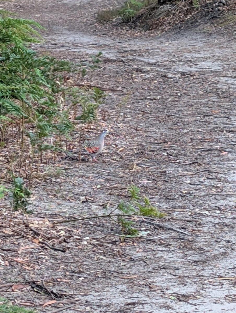 holub bronzovokřídlý - ML645310063