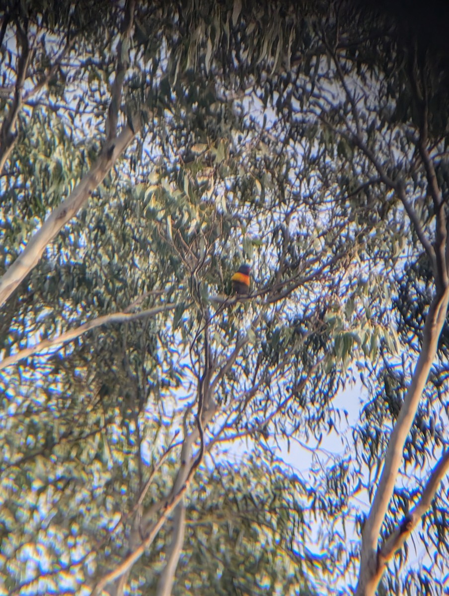 lori duhový - ML645310072