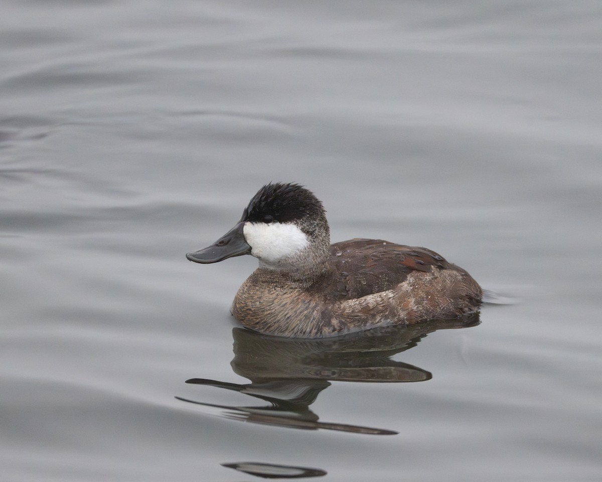 kobberand - ML645310076