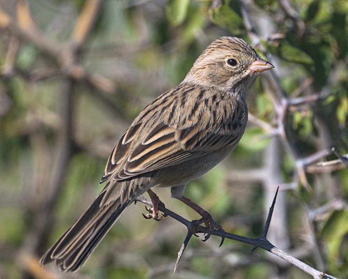 Brewer's Sparrow - ML645310077
