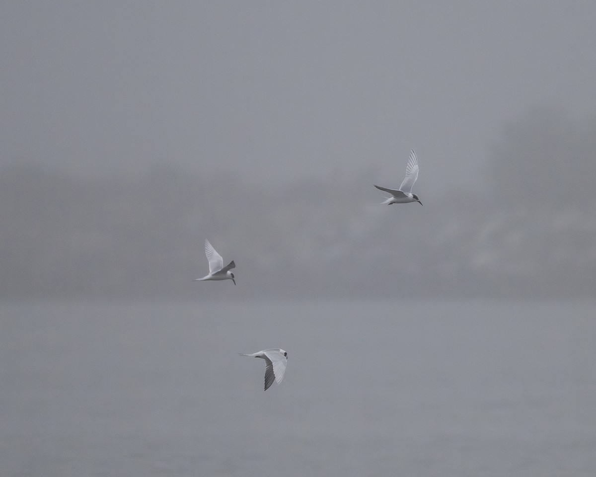 Крячок неоарктичний - ML645310108