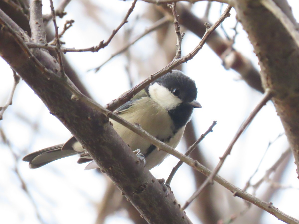 白頰山雀 - ML645310122