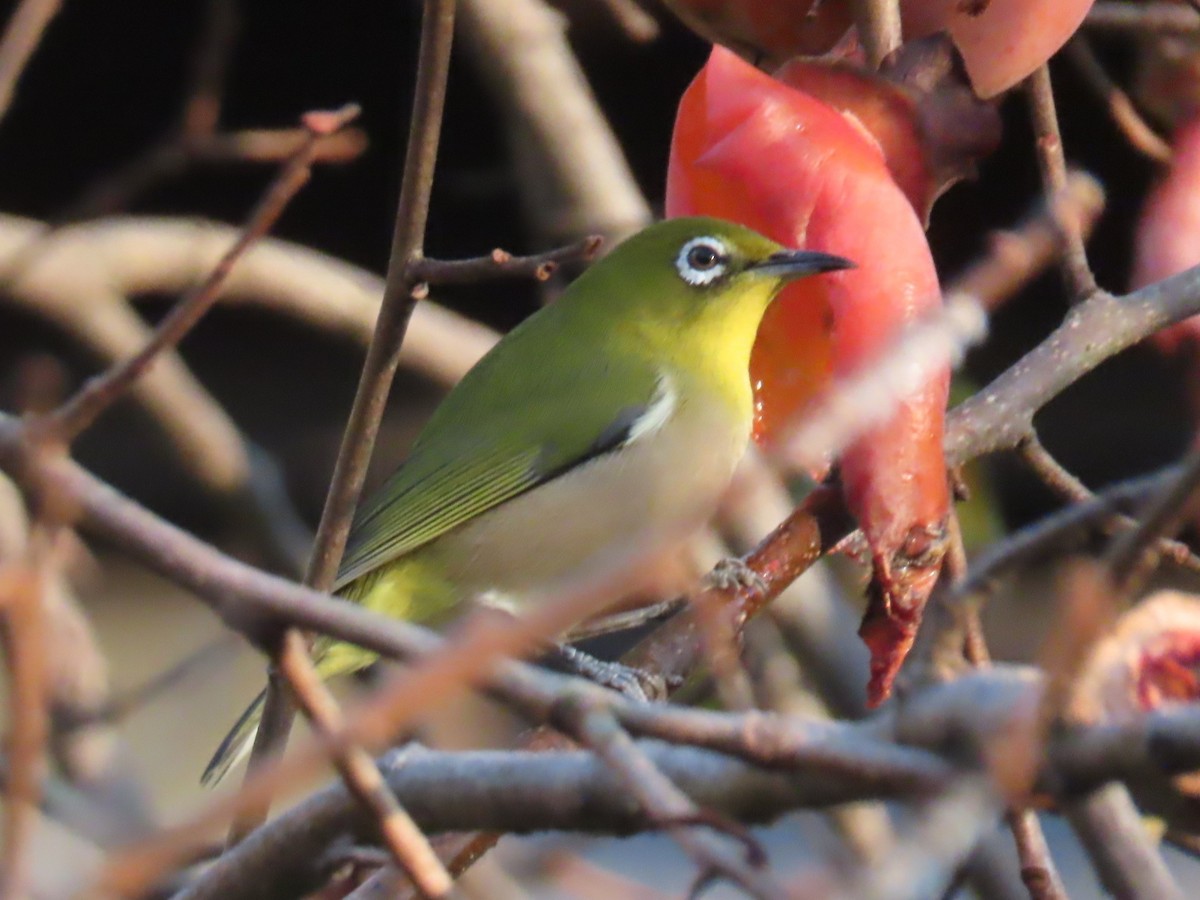 日菲繡眼 - ML645310132