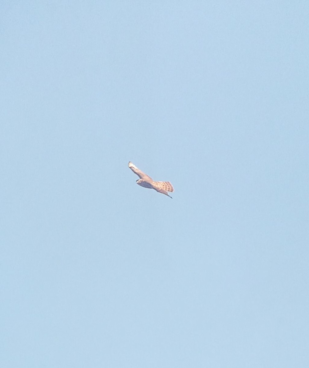 Eurasian Goshawk - ML645310149