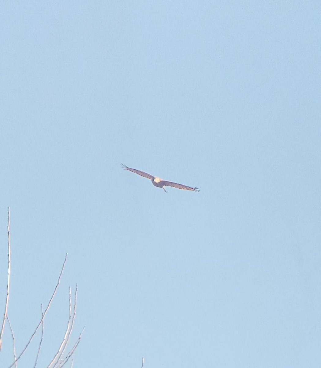Eurasian Goshawk - ML645310150