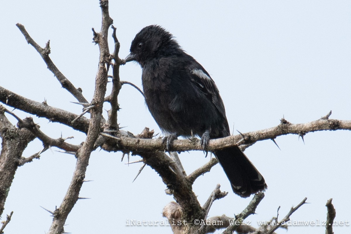 Southern Black-Tit - ML645310156