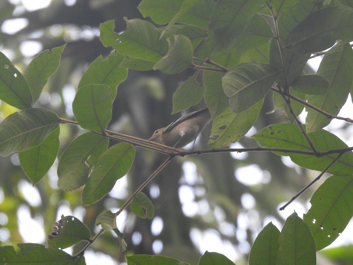 Пісняр-лісовик каштановий - ML645310160