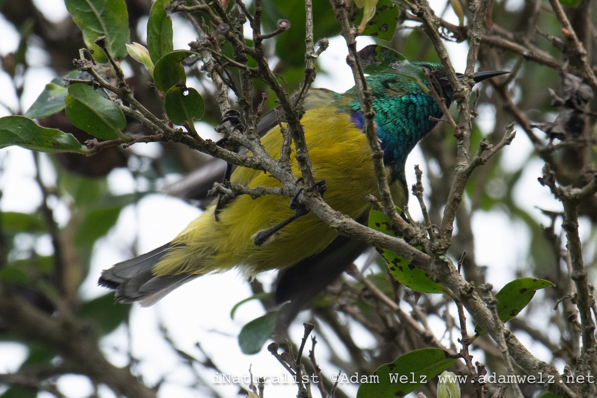 Collared Sunbird - ML645310162