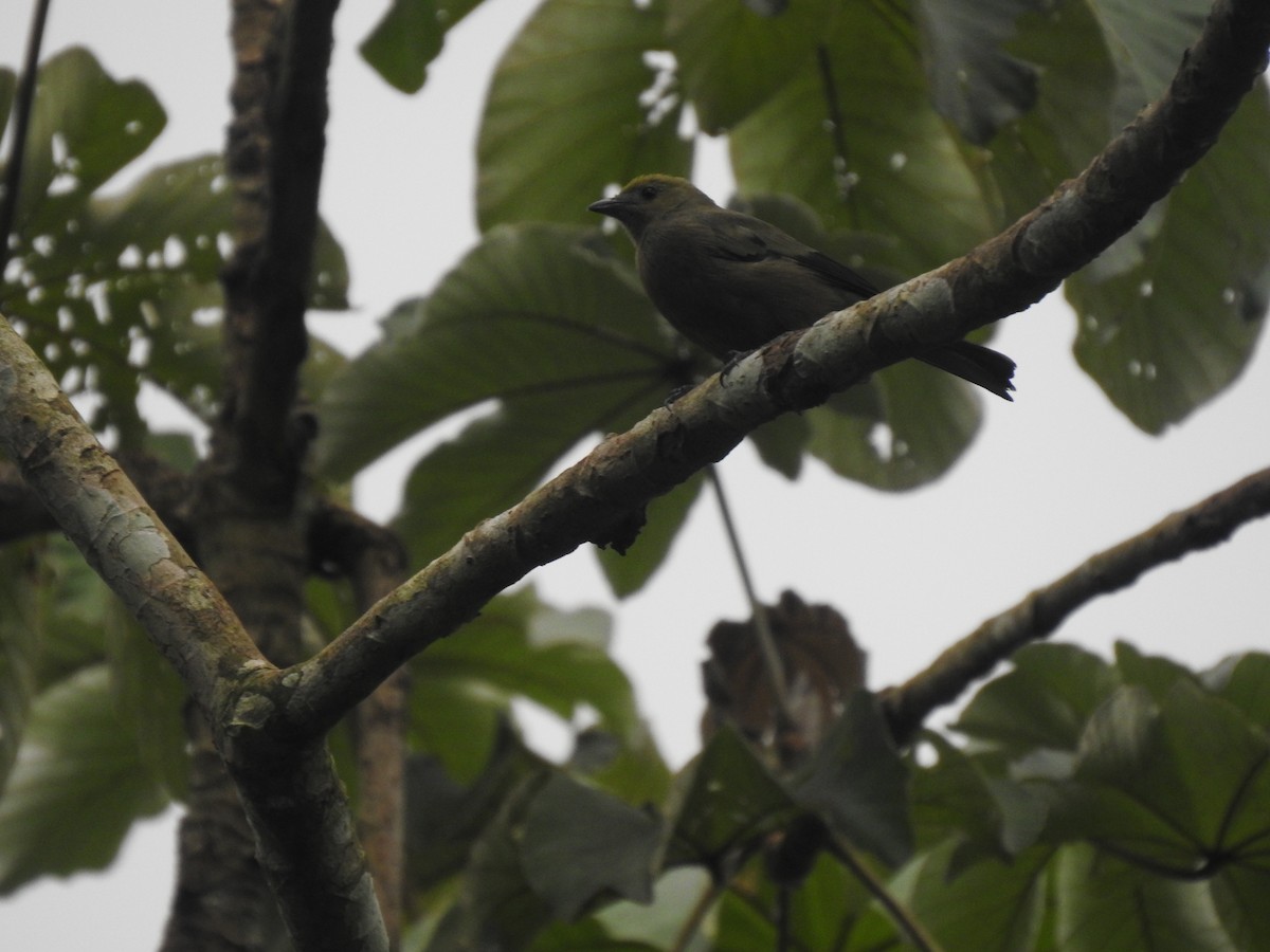 Tangara des palmiers - ML645310174