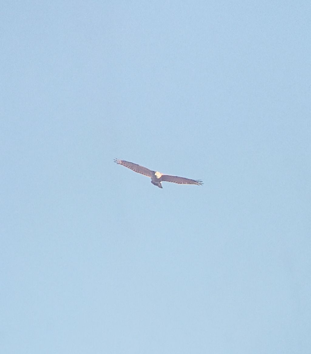 Eurasian Goshawk - ML645310175