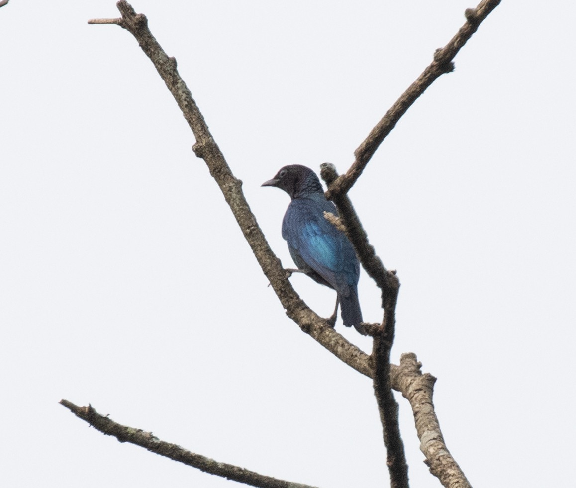 Purple-headed Starling - ML645310181