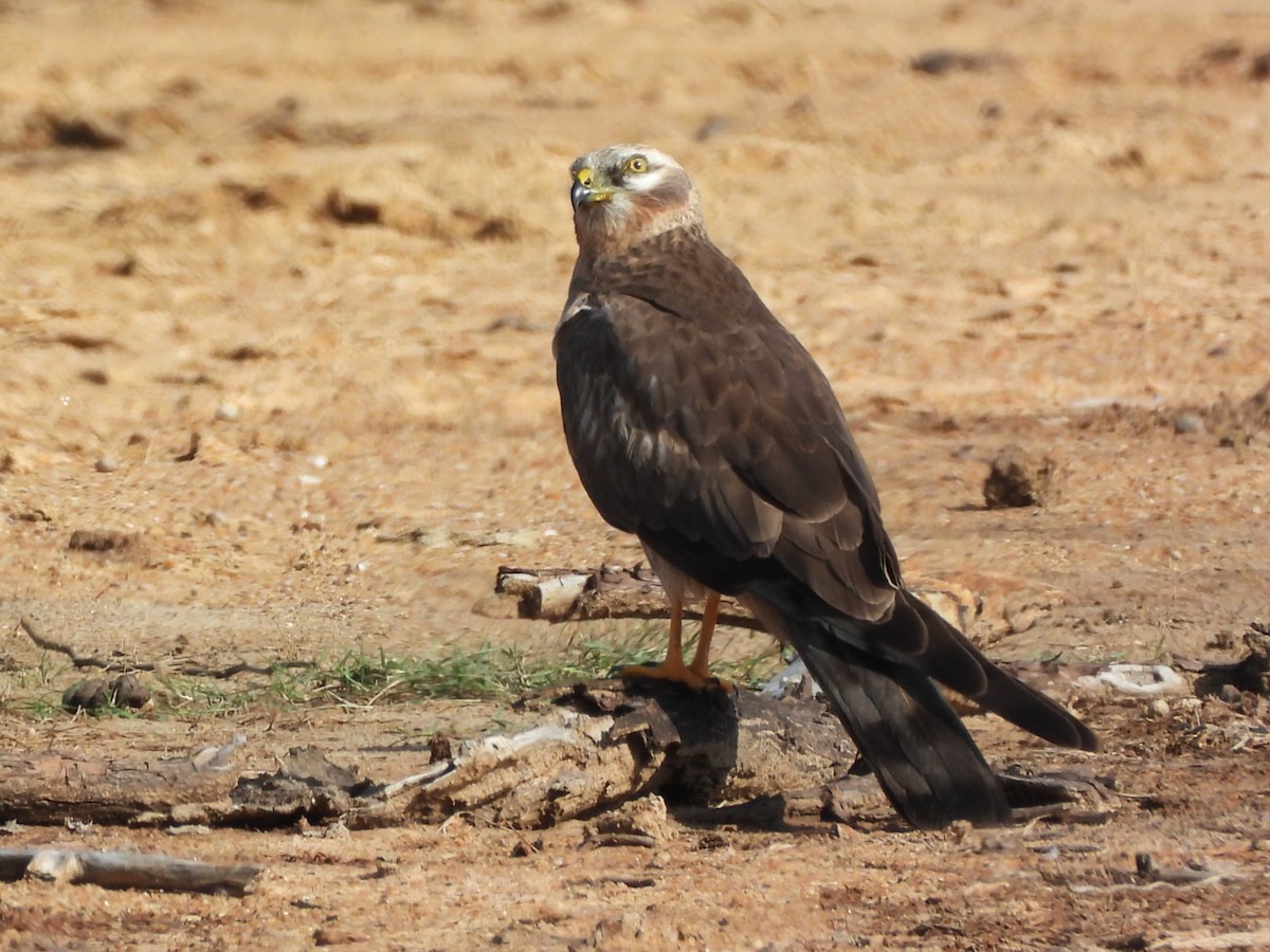 Pallid Harrier - ML645310183