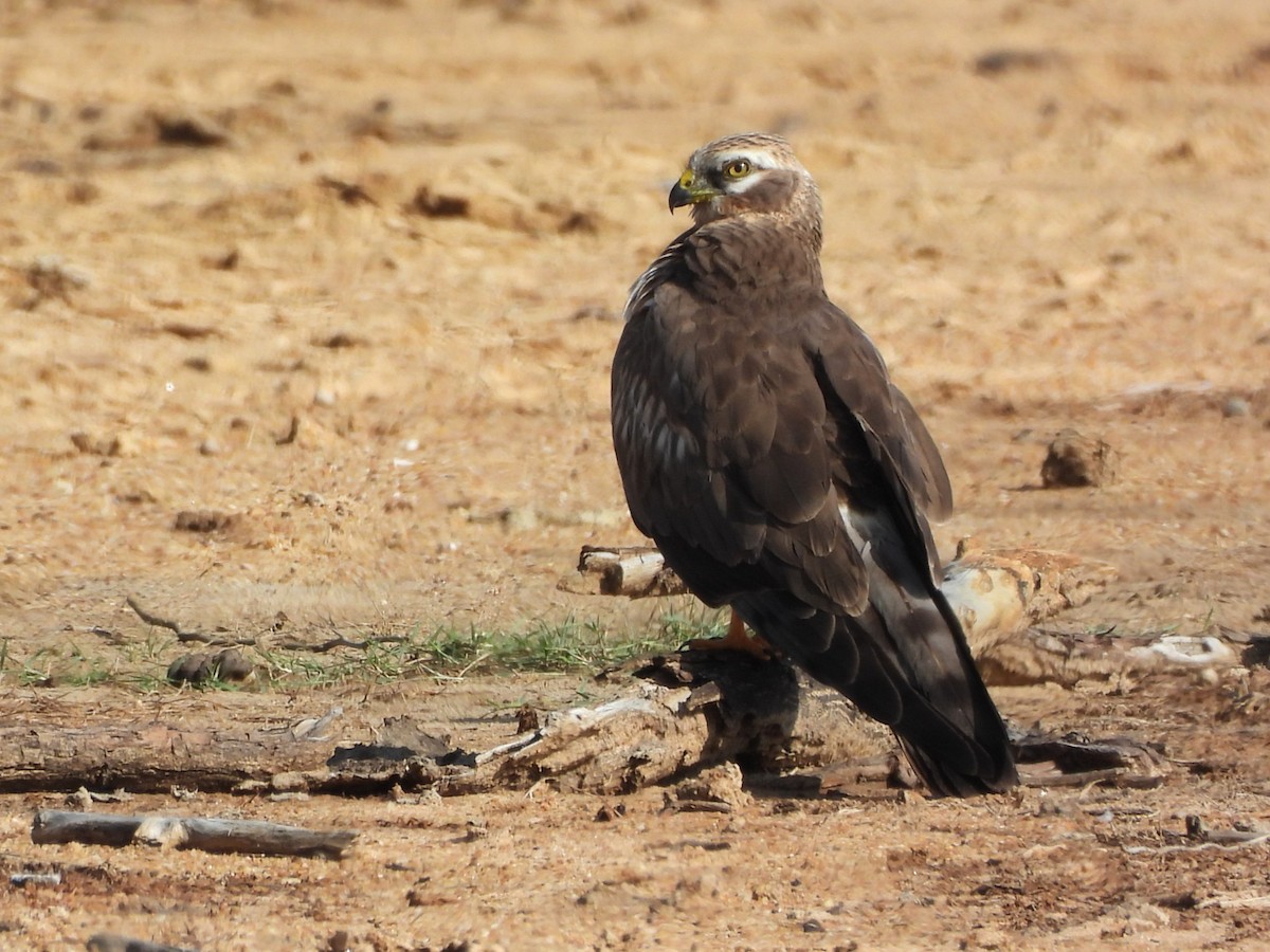 Pallid Harrier - ML645310184