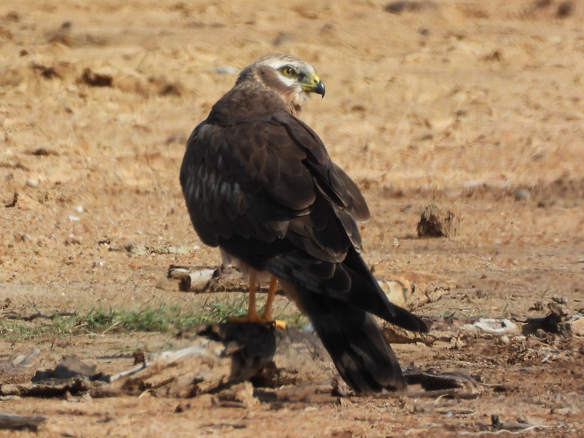 Pallid Harrier - ML645310185