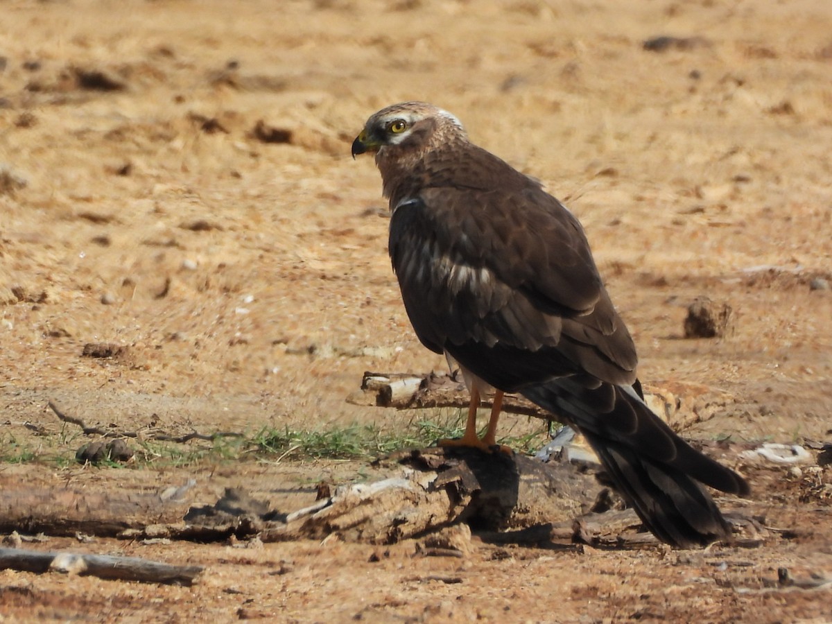 Pallid Harrier - ML645310186