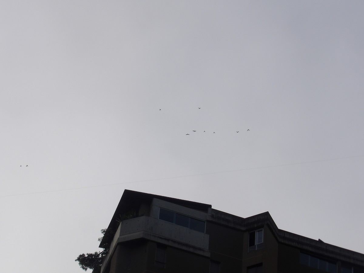 Scarlet-fronted Parakeet - ML645310188