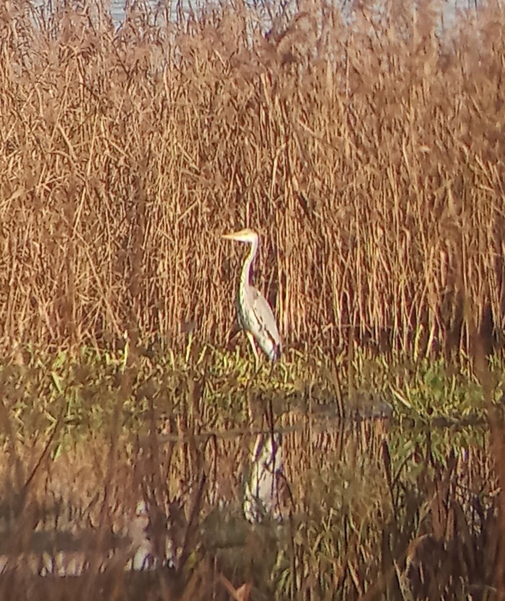 Gray Heron - ML645310197