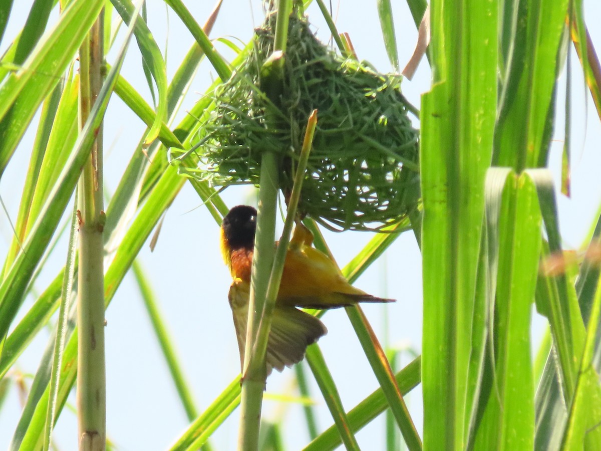 Black-headed Weaver - ML645310199