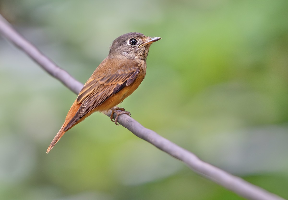 Ferruginous Flycatcher - ML645310200