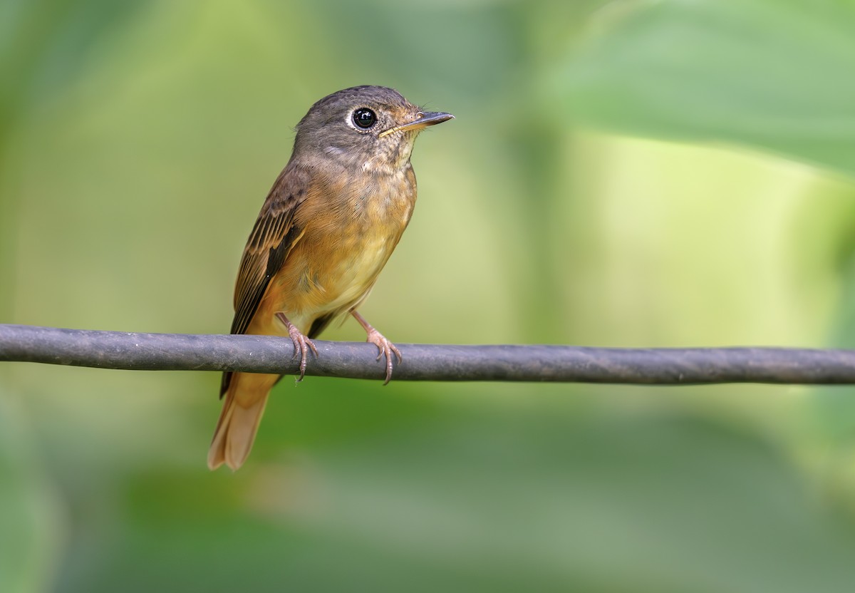 Ferruginous Flycatcher - ML645310201