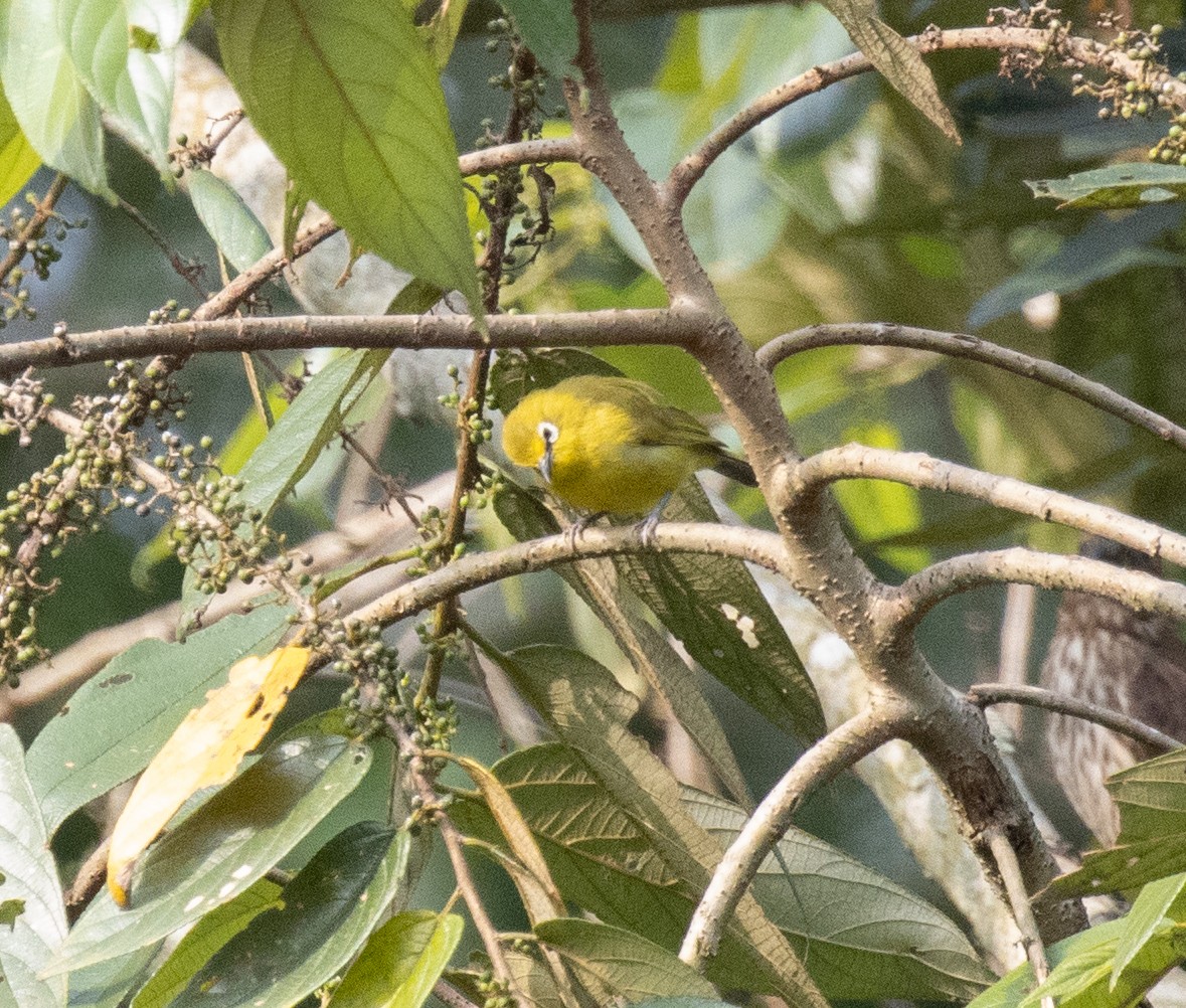 Green White-eye - ML645310209