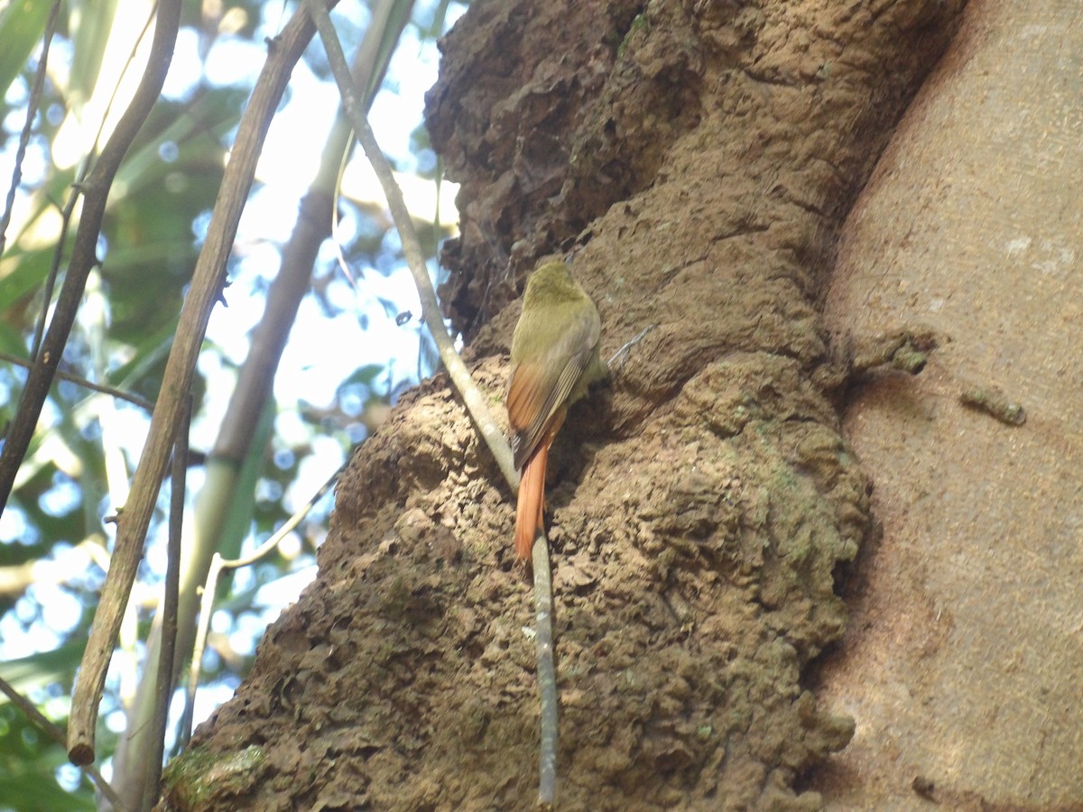 Olivaceous Woodcreeper (Grayish) - ML645310210