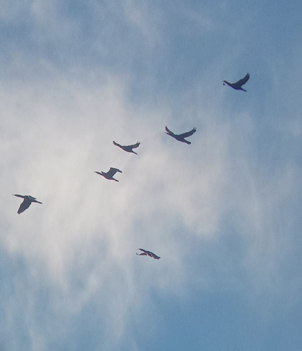 Great Cormorant - ML645310218