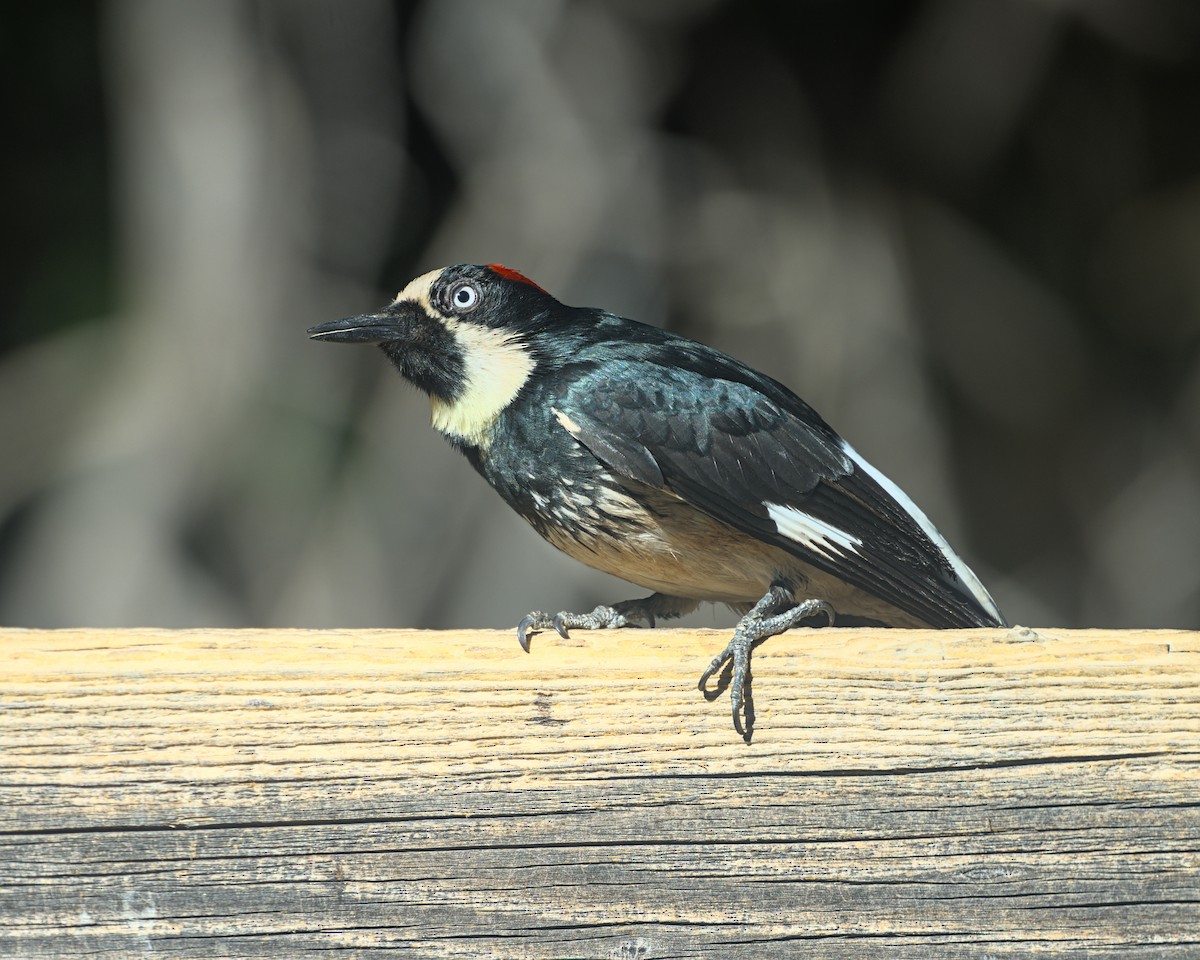 Acorn Woodpecker - ML645310238