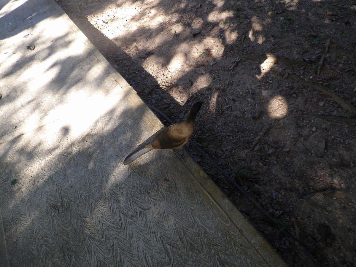 Чачалака рудогуза (підвид ruficauda) - ML645310240