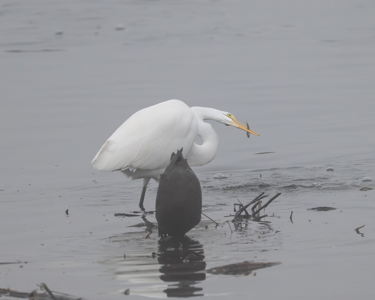 Garceta Grande - ML645310264