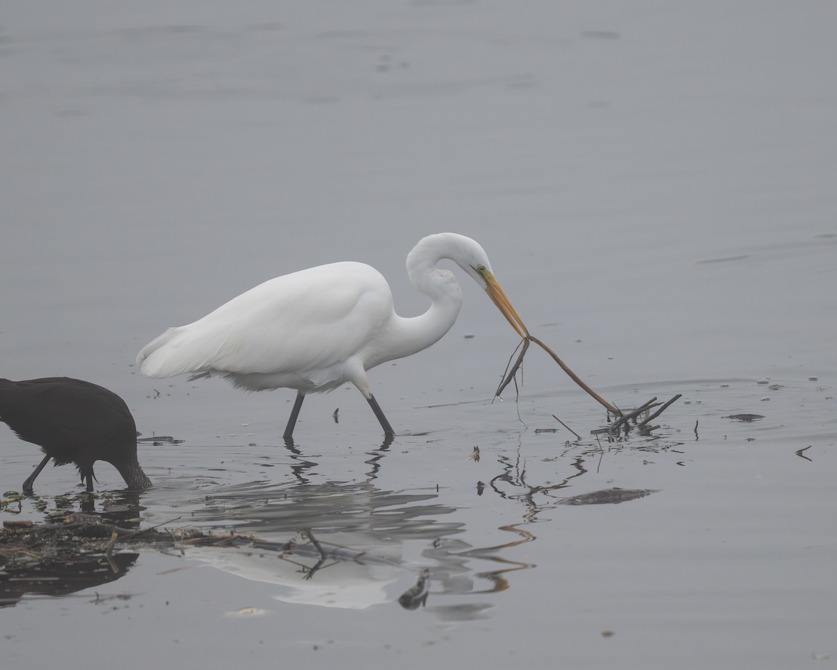 Garceta Grande - ML645310265