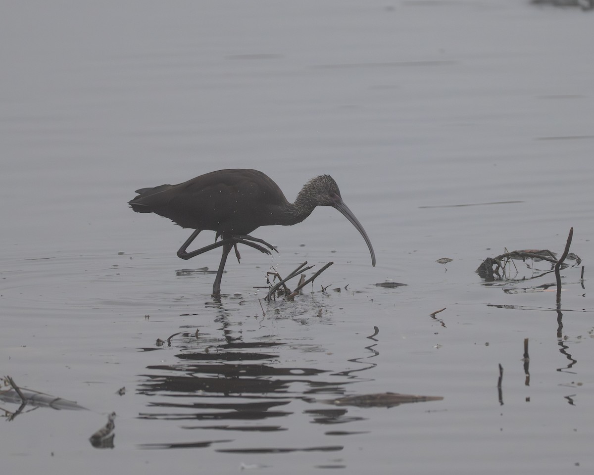 Beltzaran musuzuria - ML645310272