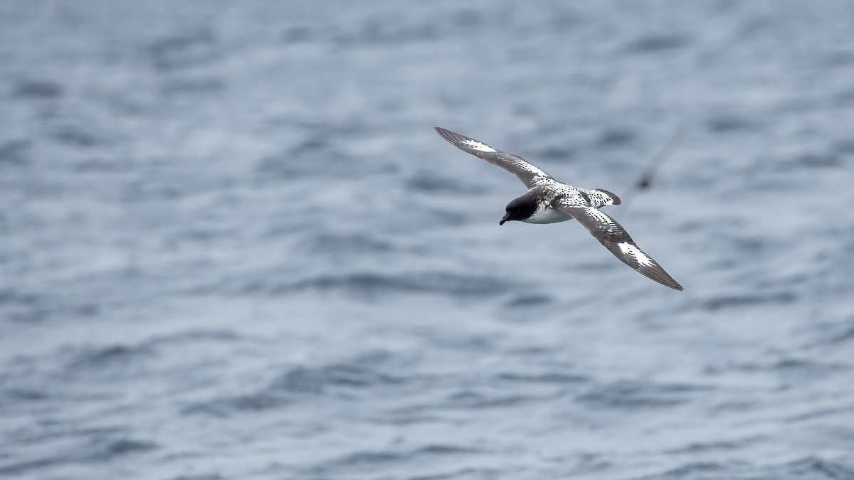 Pintado Petrel - ML645310281