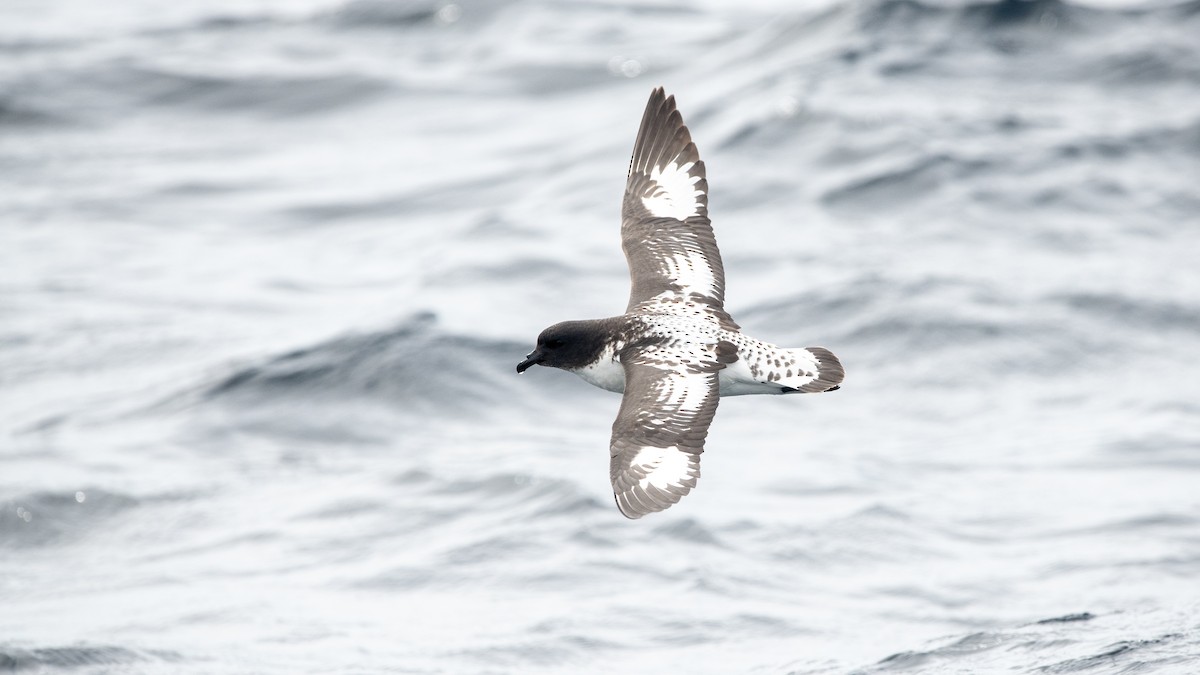 Pintado Petrel - ML645310282