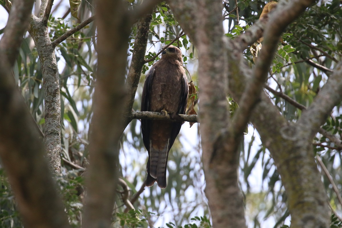 Black Kite - ML645310295