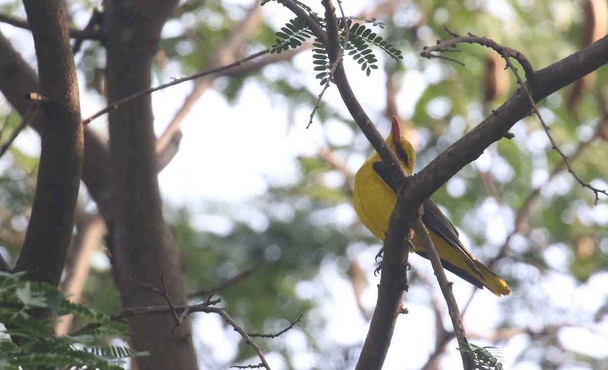 Loriot indien - ML645310310