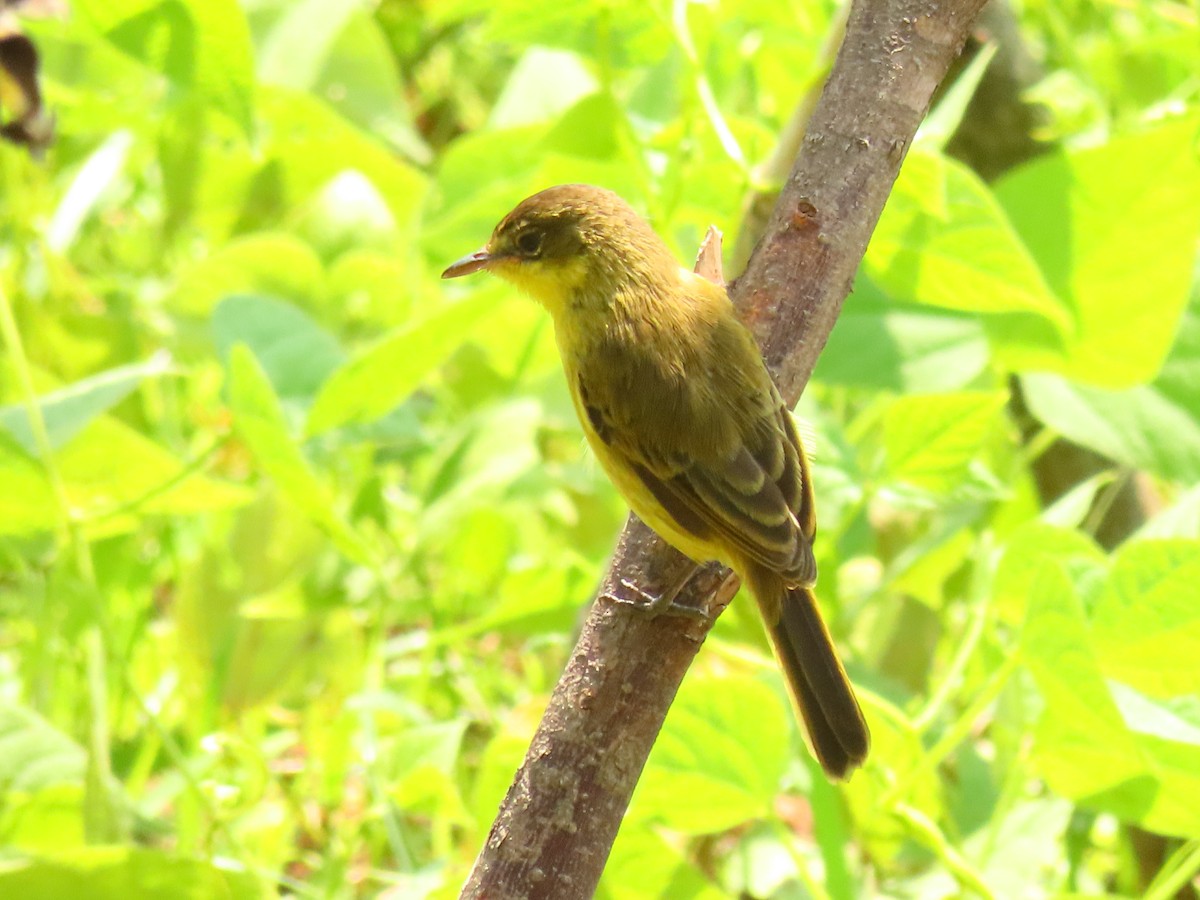 Hypolaïs jaune - ML645310312