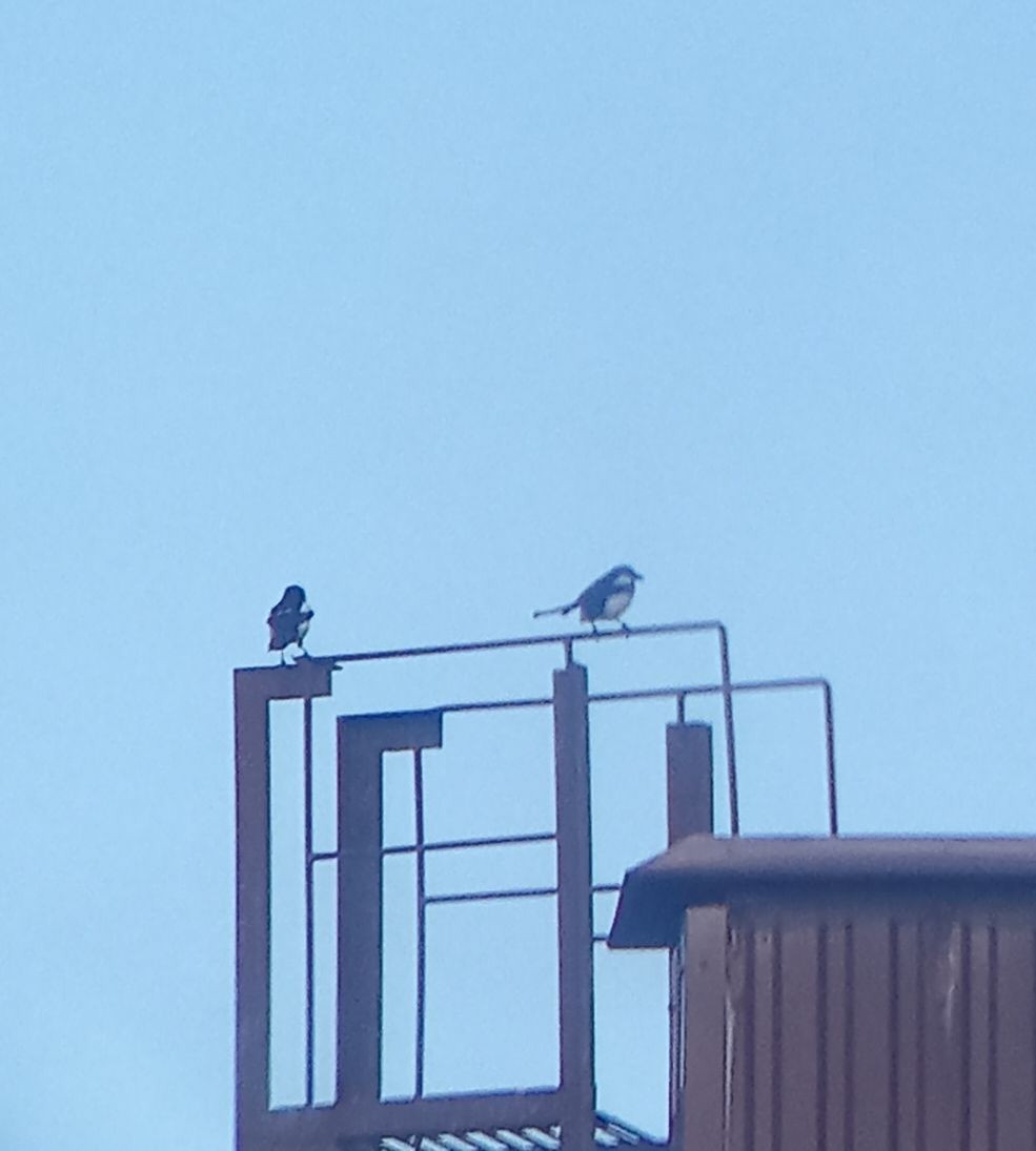 Eurasian Magpie - ML645310314