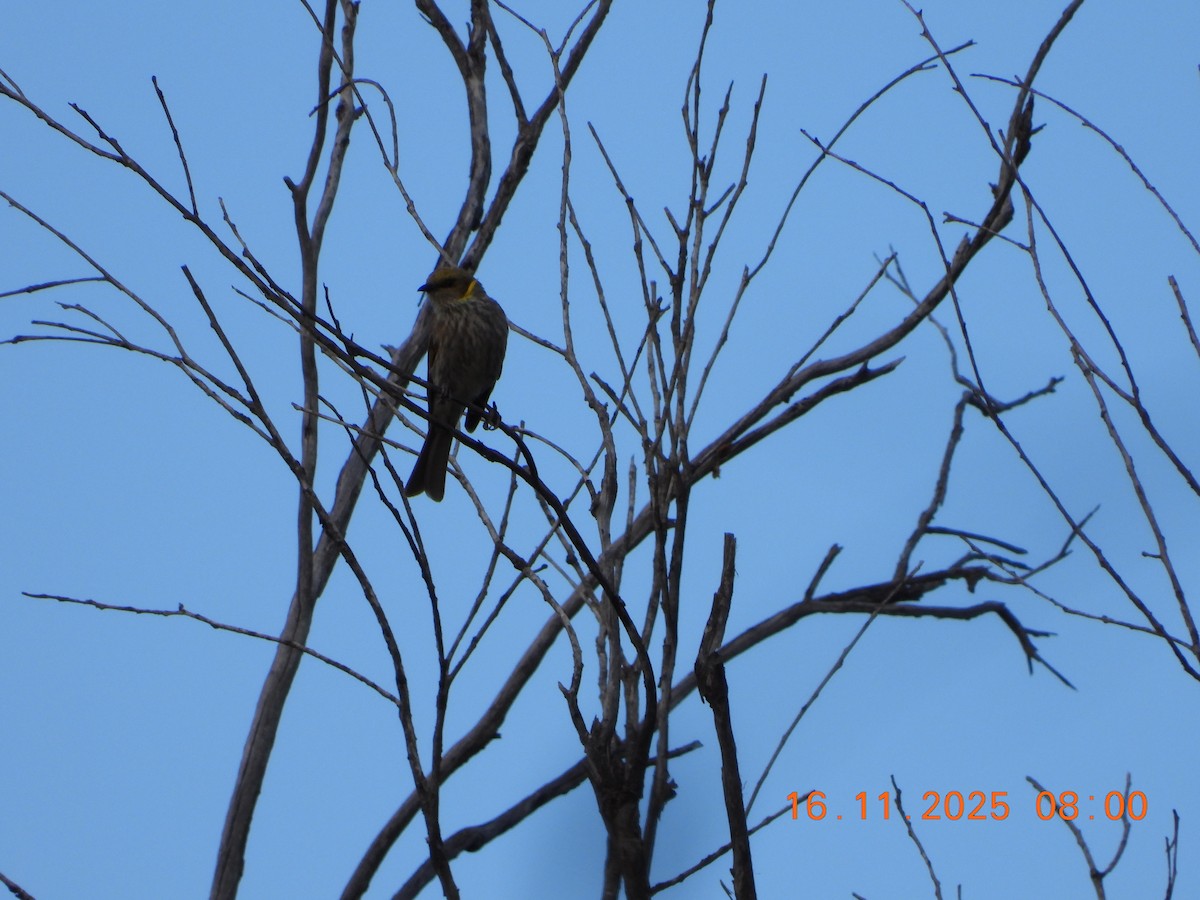 Yellow-plumed Honeyeater - ML645310315