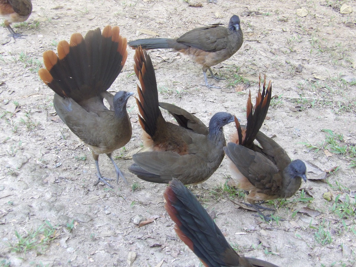 Чачалака рудогуза (підвид ruficauda) - ML645310316