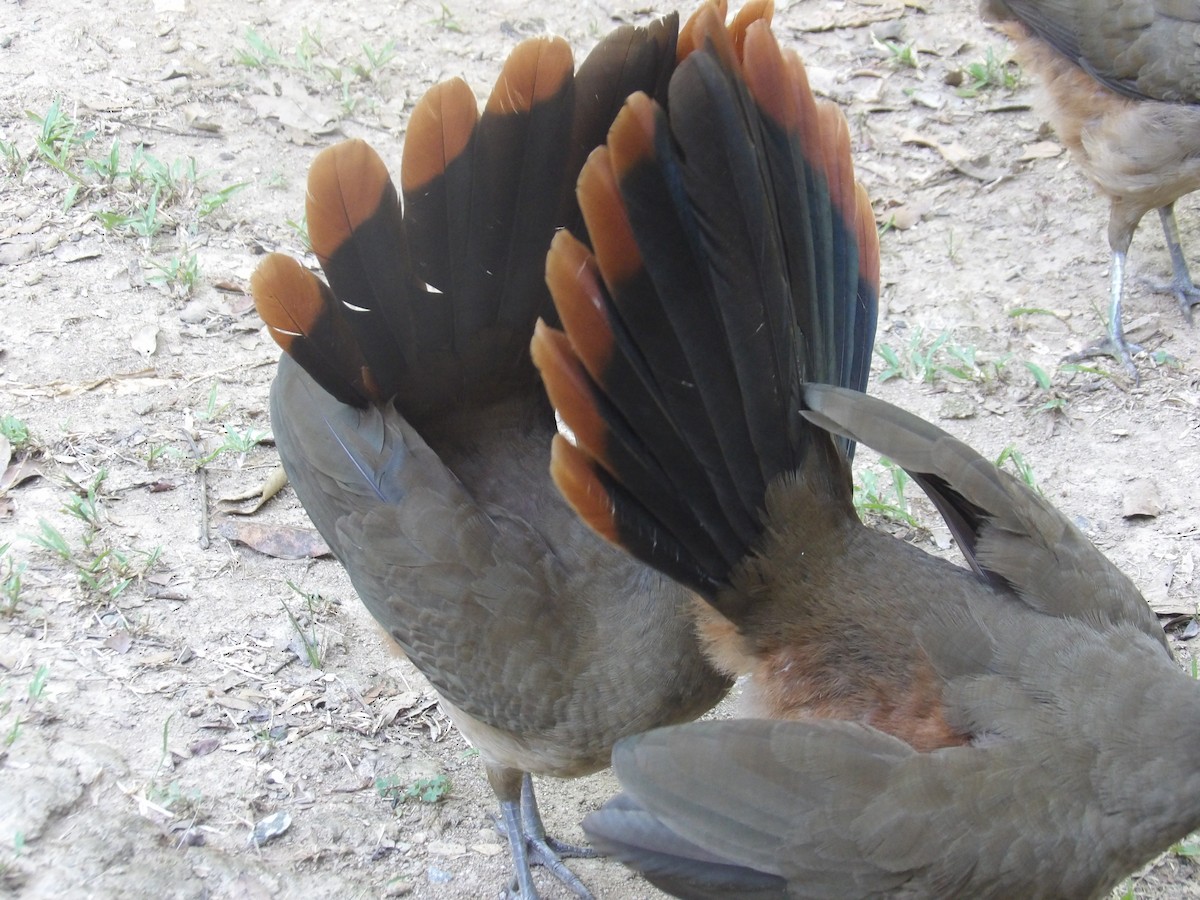 Чачалака рудогуза (підвид ruficauda) - ML645310317