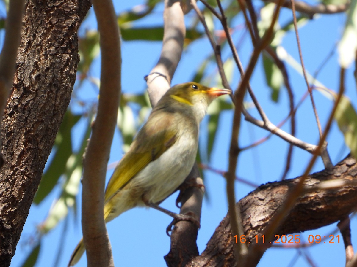 Yellow-plumed Honeyeater - ML645310318