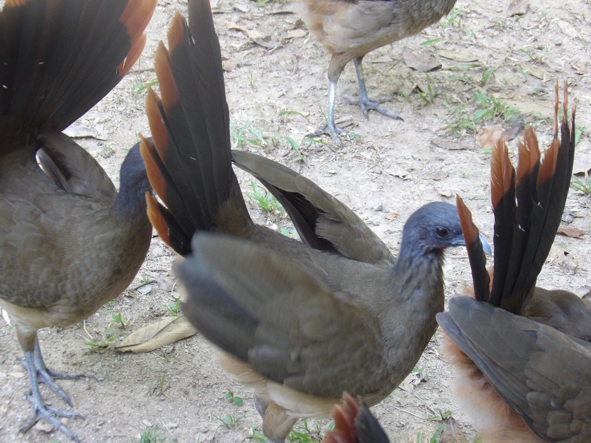 Чачалака рудогуза (підвид ruficauda) - ML645310319