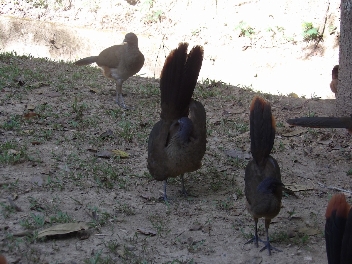 Чачалака рудогуза (підвид ruficauda) - ML645310320