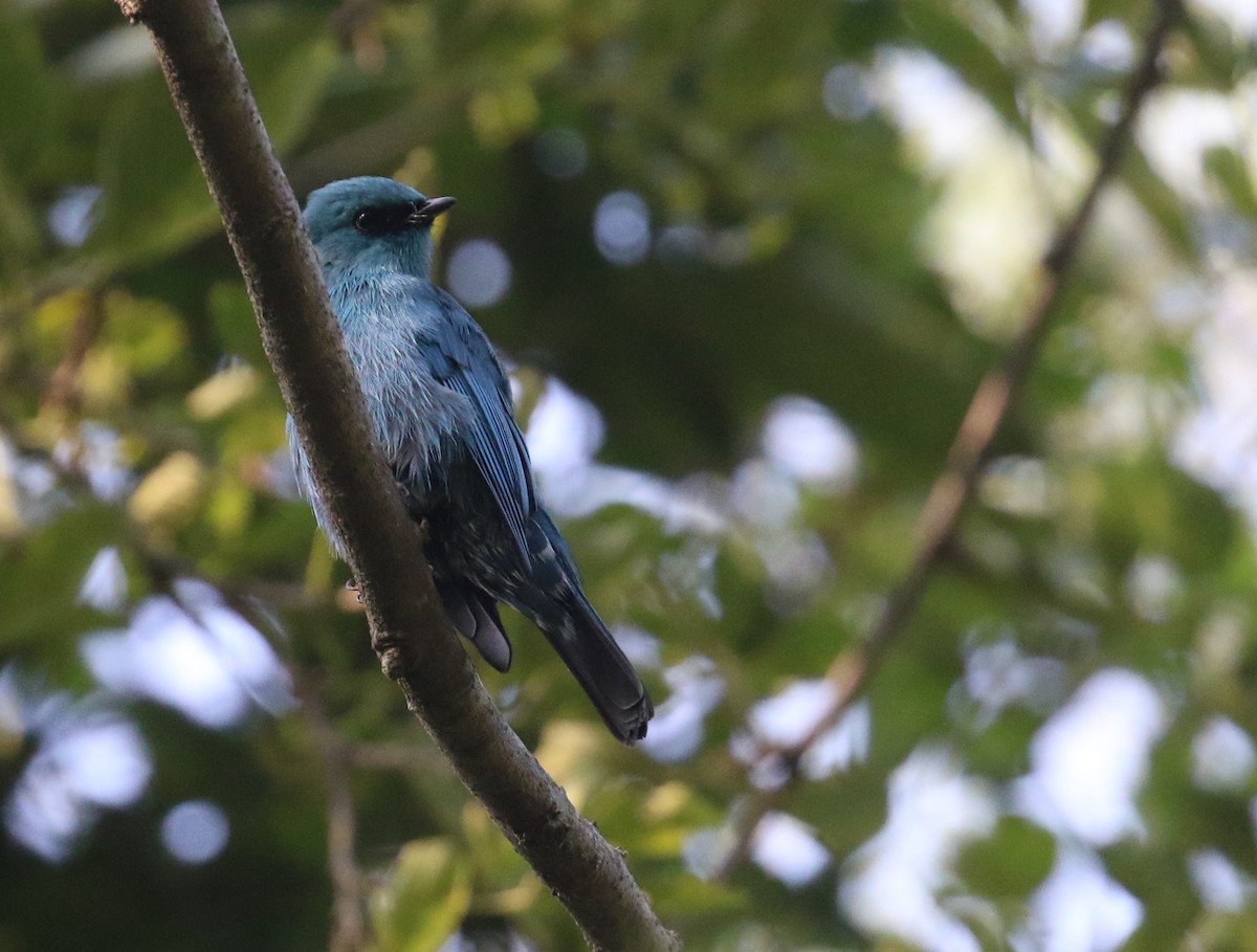 Verditer Flycatcher - ML645310325